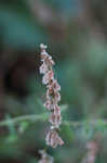 Climbing false buckwheat